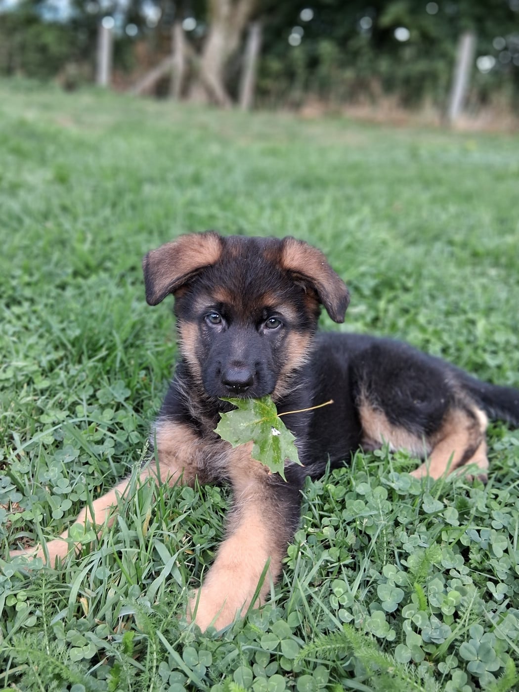 Chiot N°1