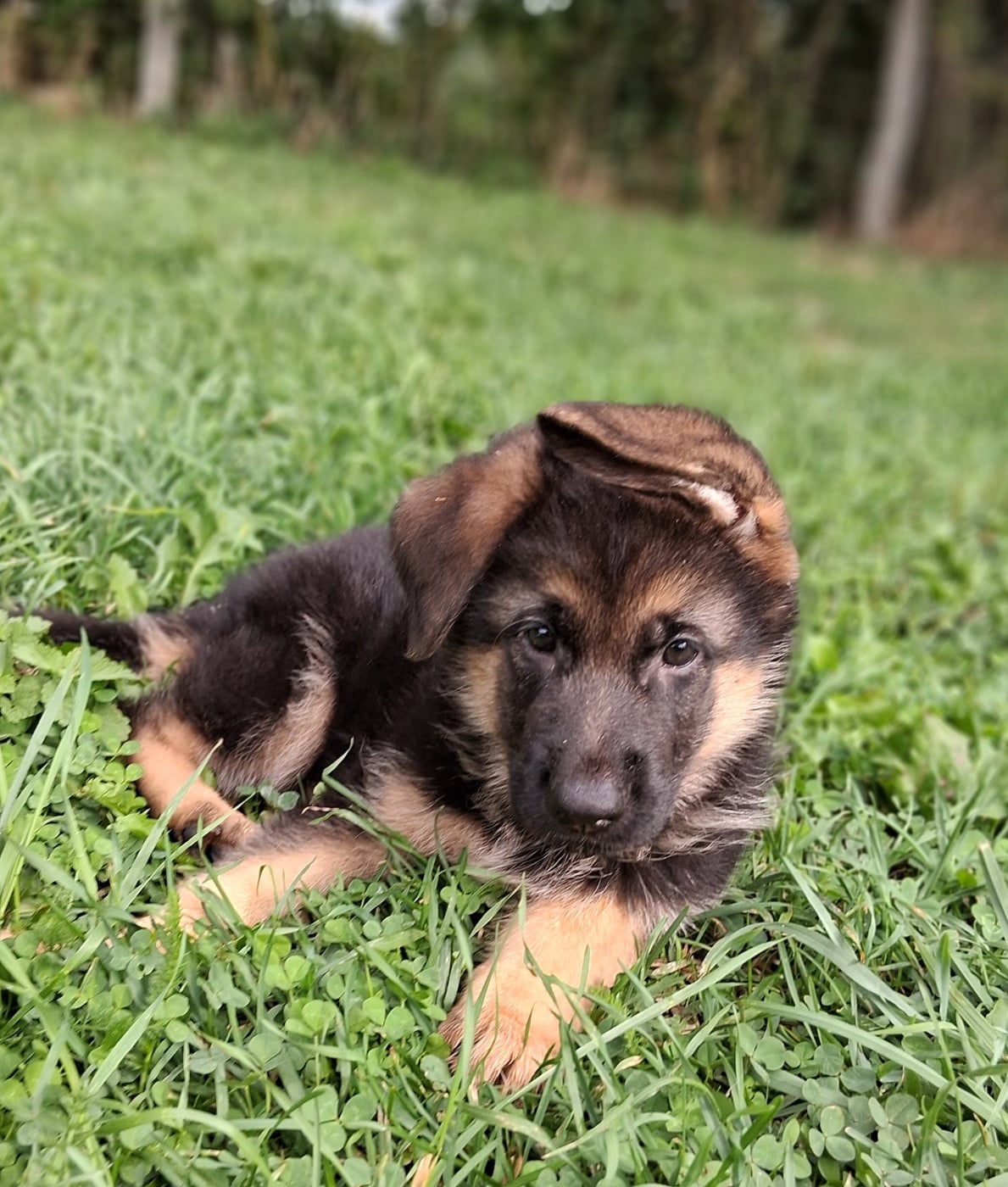 Chiot N°2
