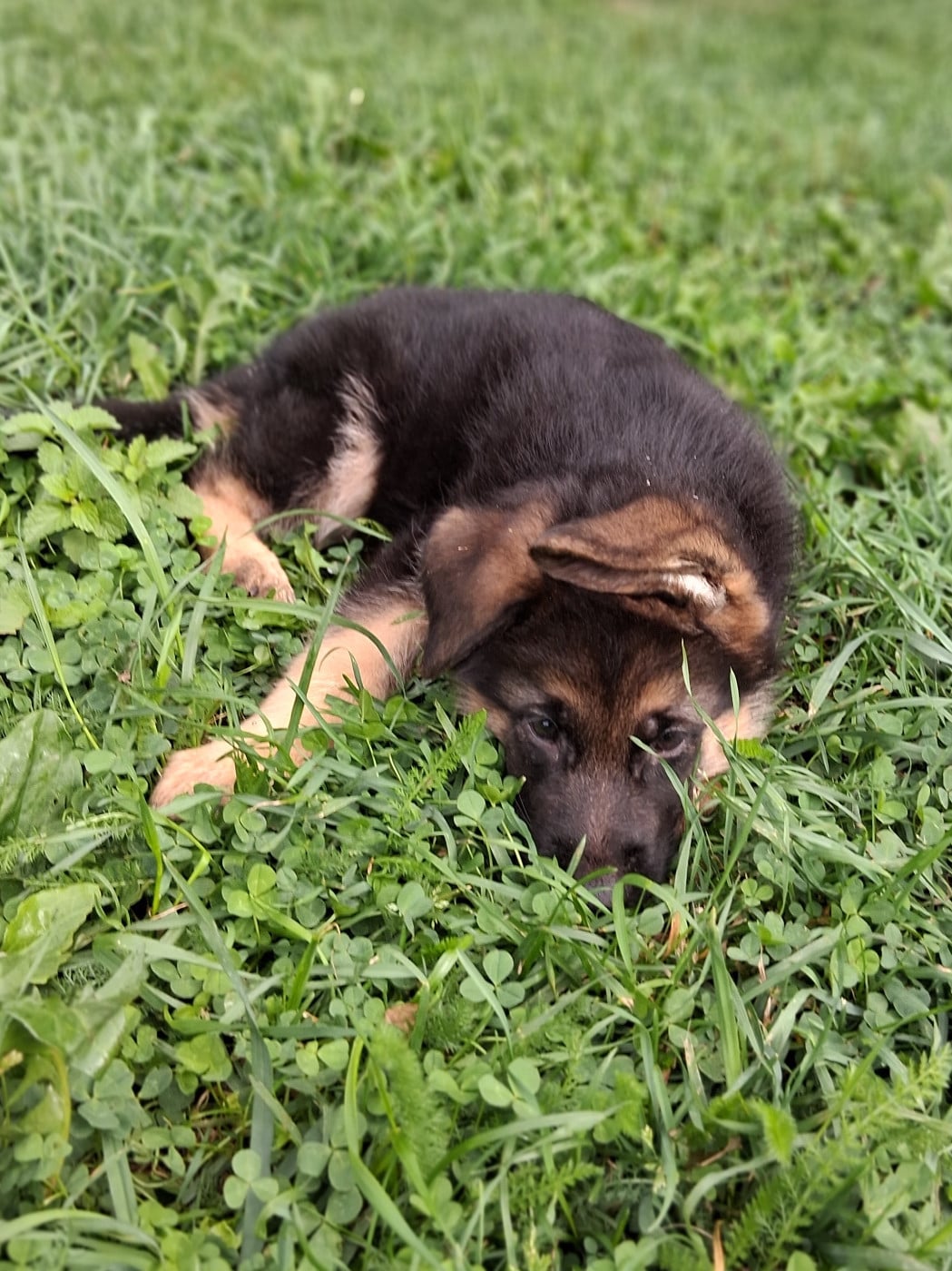 Chiot N°2
