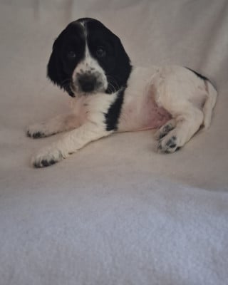 Les chiots de Cocker Spaniel Anglais