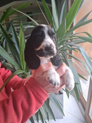 Les chiots de Cocker Spaniel Anglais