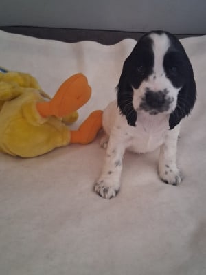 Les chiots de Cocker Spaniel Anglais
