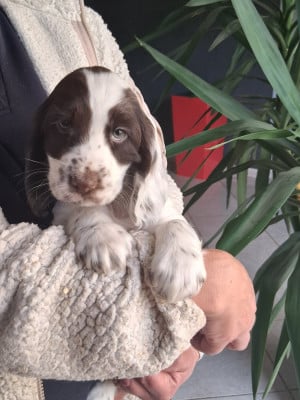 Les chiots de Cocker Spaniel Anglais