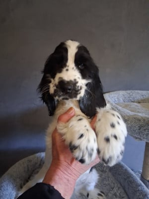 Les chiots de Cocker Spaniel Anglais