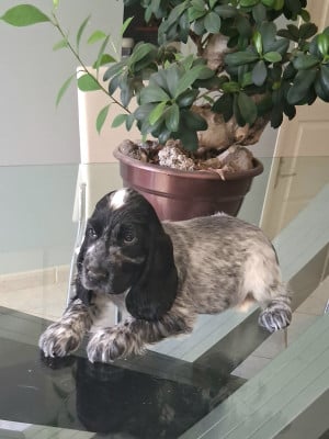 Les chiots de Cocker Spaniel Anglais