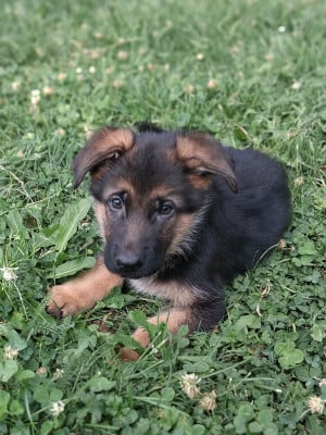 Les chiots de Berger Allemand