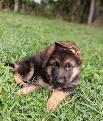 Les chiots de Berger Allemand