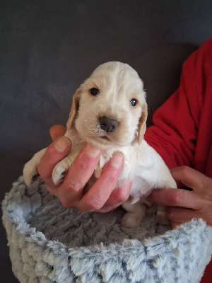 Les chiots de Cocker Spaniel Anglais