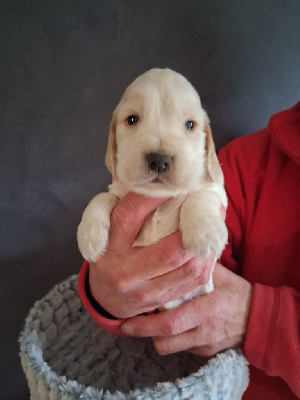 Les chiots de Cocker Spaniel Anglais