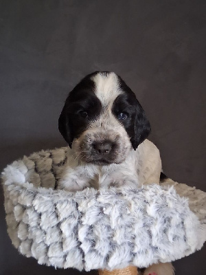Les chiots de Cocker Spaniel Anglais