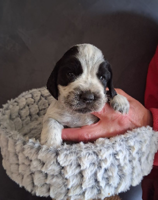 Les chiots de Cocker Spaniel Anglais