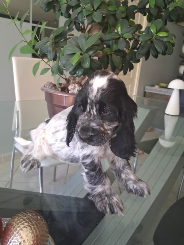 Cocker Spaniel Anglais - du bois des volcans