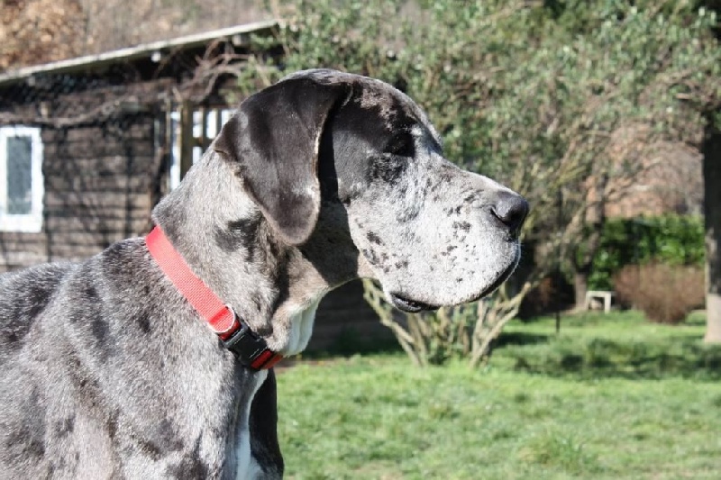 Hérésie du paradis des géants