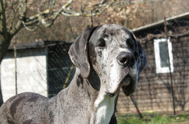 Hérésie du paradis des géants