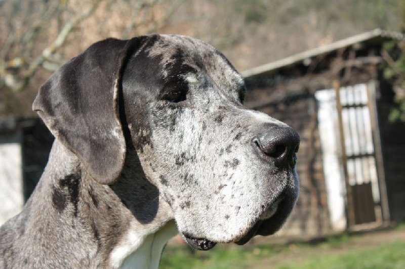 Hérésie du paradis des géants