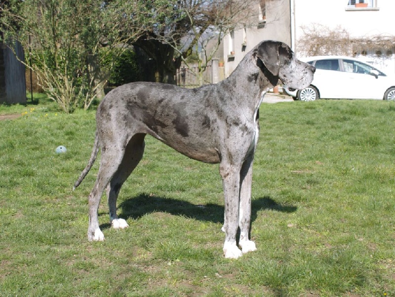 Hérésie du paradis des géants