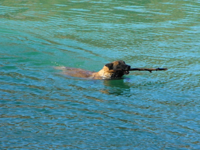 Apache (Sans Affixe)