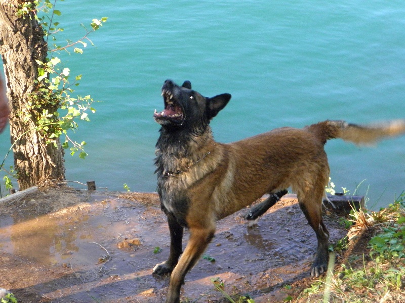 Apache (Sans Affixe)