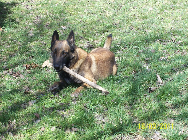 Apache (Sans Affixe)