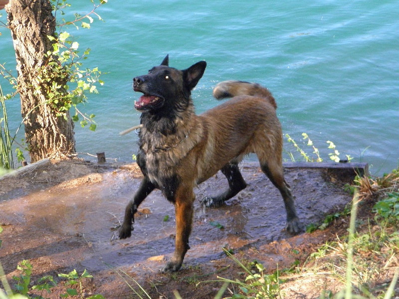 Apache (Sans Affixe)