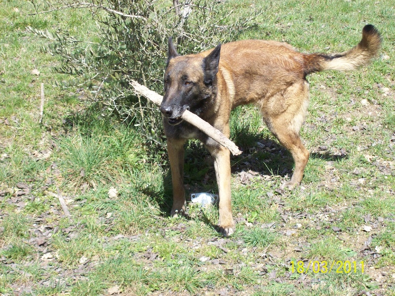 Apache (Sans Affixe)