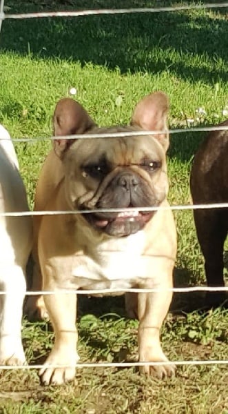 Lolly pop des chemins du bout du monde