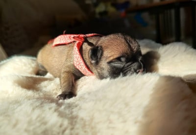 Les chiots de Bouledogue français