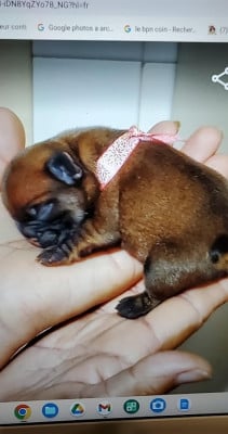 Les chiots de Bouledogue français