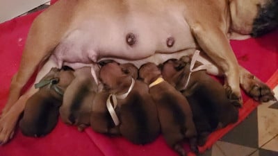 Les chiots de Bouledogue français