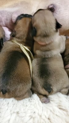 Les chiots de Bouledogue français