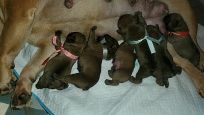 Les chiots de Bouledogue français