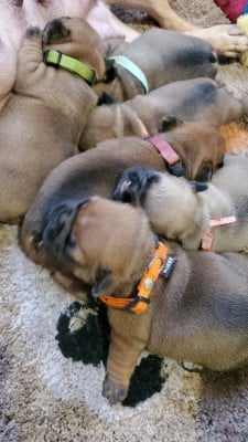 Les chiots de Bouledogue français