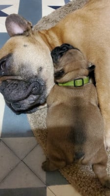Les chiots de Bouledogue français