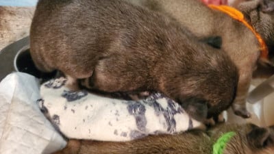 Les chiots de Bouledogue français