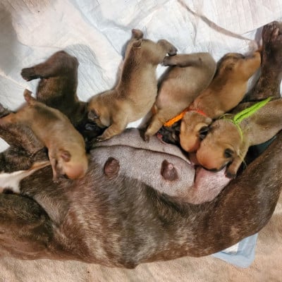 Les chiots de Bouledogue français