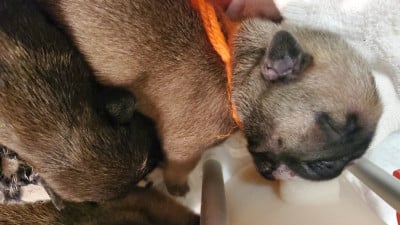 Les chiots de Bouledogue français