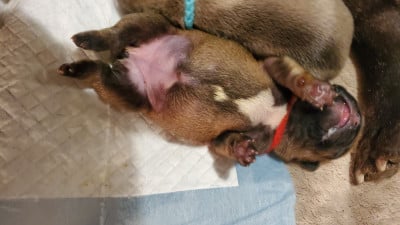 Les chiots de Bouledogue français