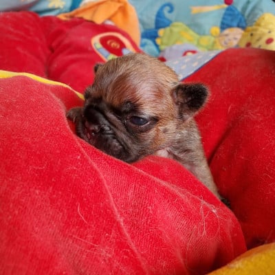 Les chiots de Bouledogue français