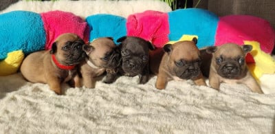 Les chiots de Bouledogue français