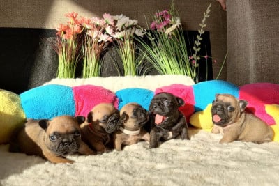 Les chiots de Bouledogue français