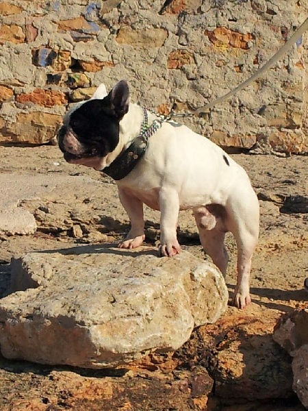 CH. Hotone duc De la landerie - EXCELLENT CAC - CACIB