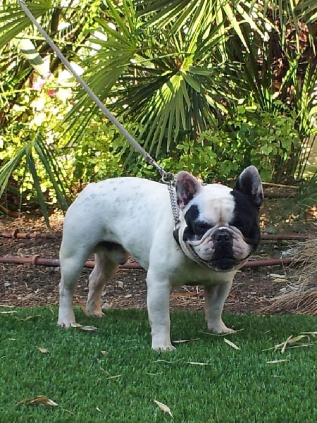 CH. Hotone duc De la landerie - EXCELLENT CAC - RCACIB