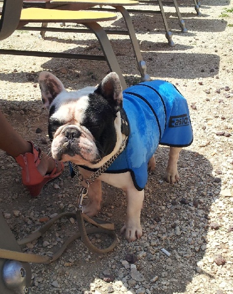 CH. Hotone duc De la landerie - EXCELLENT CAC - RCACIB