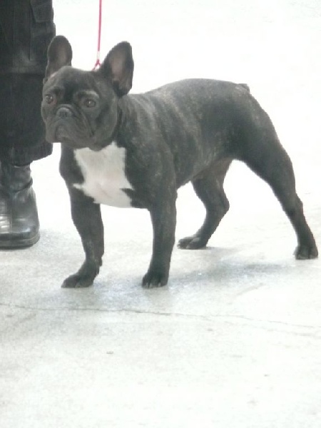 Cheebà prety anat jama de la fontaine du Vercors - 2ème excellent - classe intermédiaire