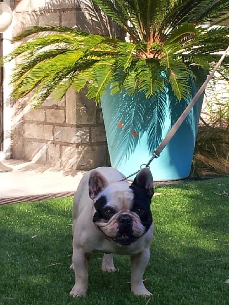 CH. Hotone duc De la landerie - EXCELLENT CAC - RCACIB