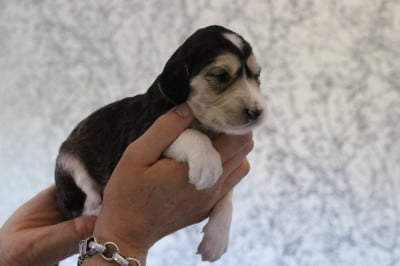 Les chiots de Saluki