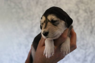 Les chiots de Saluki