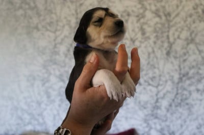 Les chiots de Saluki