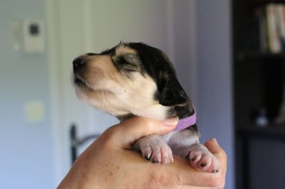 Les chiots de Saluki