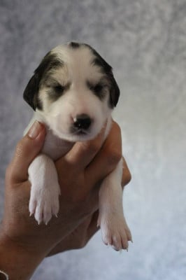 Les chiots de Saluki